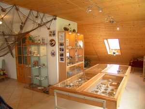 Rundblick auf Vitrinen und Regale mit Vogtlandgold, Waschgold, Zirkonen, Schwermineralien und Fossilien.