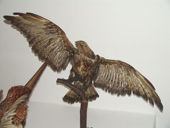 Bussard