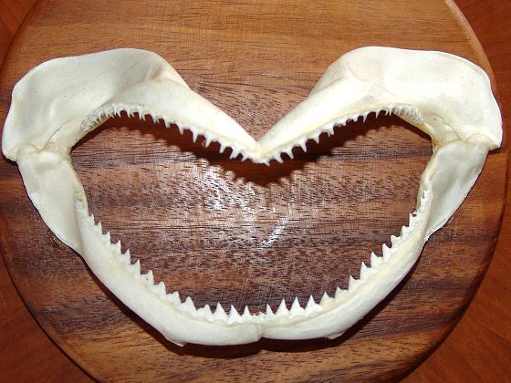 Gebiss eines Haifisches 
ca. 25 cm breit